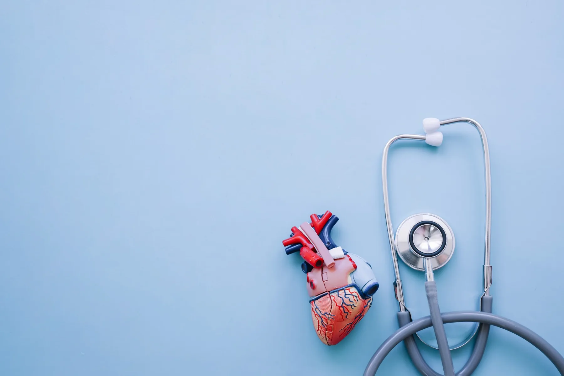 Anatomical heart model and stethoscope representing cardiology care